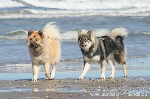 (Foto Goslar)_daenemark_2010_IMG_0846_Loekken_Strand.jpg - Auer diesen Strandlufern ...